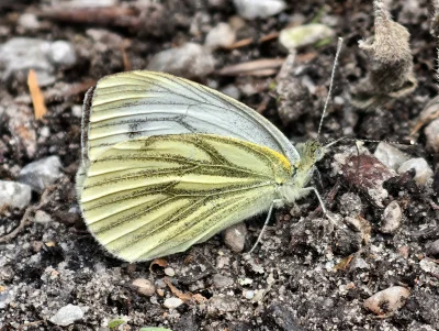 Macro of a Black-veined White Butterfly (Aporia Crataegi)