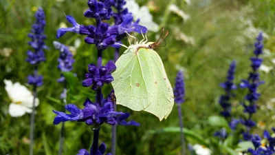 Macro of a Brimstone Butterfly (Gonepteryx Rhamni)