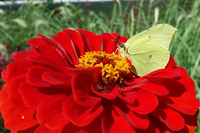 Macro of a Brimstone Butterfly (Gonepteryx Rhamni)