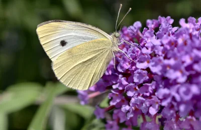 Macro of a Large Cabbage white Butterfly (Pieris Brassicae)