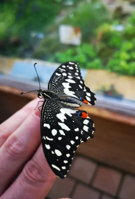 Macro of a Citrus Swallowtail (Papilio Demodocus)