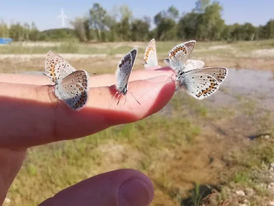 Macro of many Common Blue Butterflies (Polyommatus Icarus)