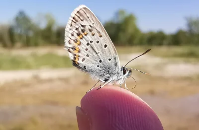 Macro of a Common Blue Butterfly (Polyommatus Icarus)