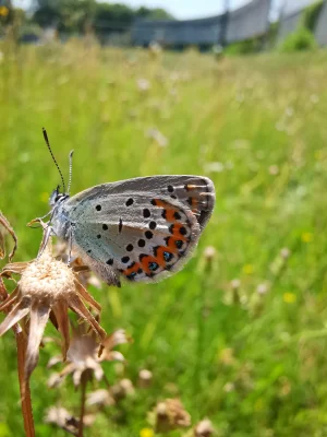 Macro of a Common Blue Butterfly (Polyommatus Icarus)