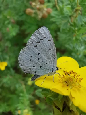 Macro of a Holly Blue butterfly (Celastrina Argiolus)