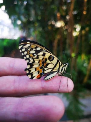 Macro of a Lime Butterfly (Papilio Demoleus)