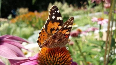 Macro of a Painted Lady Butterfly (Vanessa Cardui)