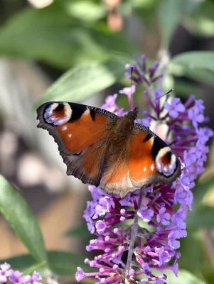 Macro of a Peacock Butterfly (Aglais Io)