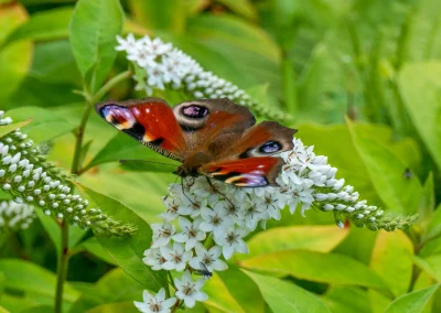 Macro of a Peacock Butterfly (Aglais Io)