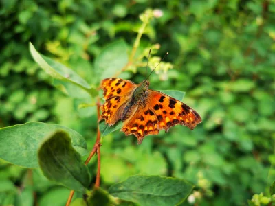 Macro of a Silver-washed Fritillary Butterfly (Argynnis Paphia)