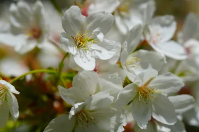 Photo a Cherry Tree