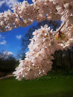 Another Macro of a Cherry Tree Blossom