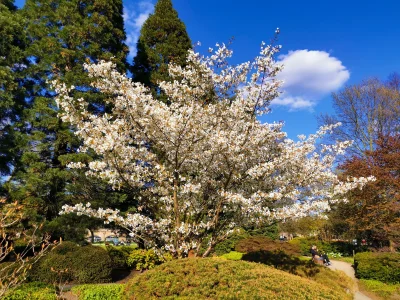 Cherry Tree