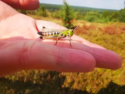 Macro of a Colorful Grasshopper (Omocestus Viridulus)