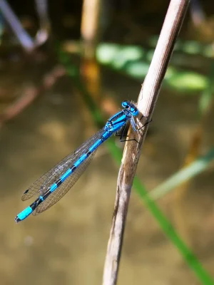 Macro of a Azure Damselfly (Coenagrion puella)