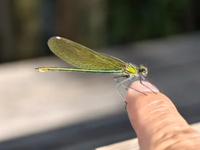 Macro of a Banded Demoiselle (Calopteryx splendens)