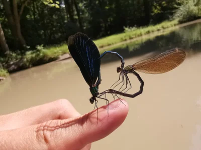 Macro of two Beautiful Demoiselle (Calopteryx virgo)