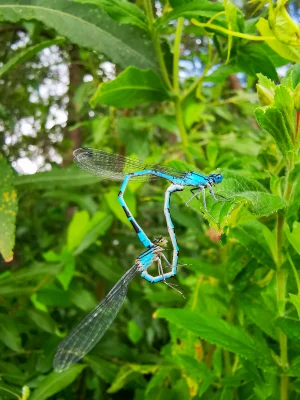 Macro of two Dainty Damselflies (Coenagrion scitulum)