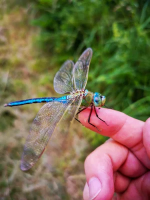 Macro of a Emperor Dragonfly (Anax imperator)