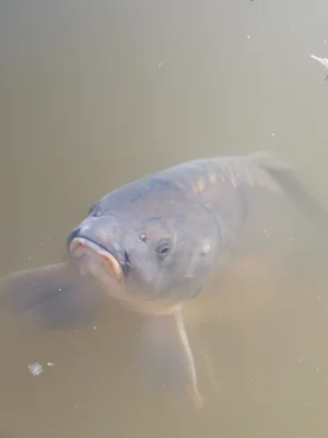Hamburg - A Curious Carp Looking for Food