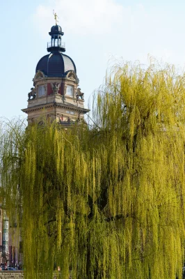 Hamburg Weeping Willow 2