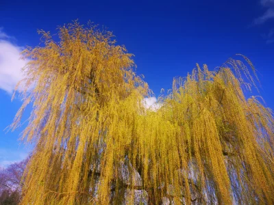 Hamburg - Weeping Willow at Planten un Blomen