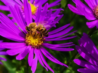 Honey Bee (Apis) on a Flower