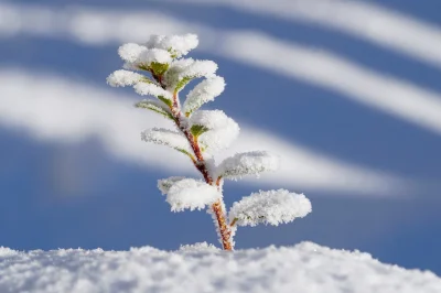 Macro of a Tiny Flower Covered in Snow
