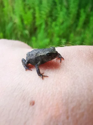 A Little Frog Sitting on Felix' Hand