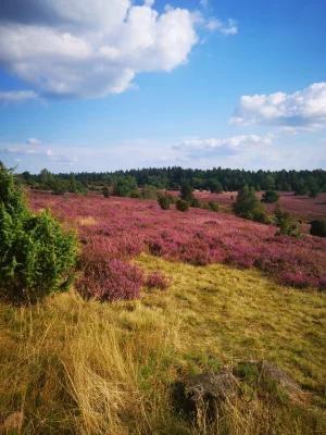 Luneburger Heide - A Shot of Purple Heather