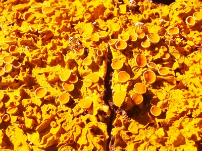 Macro of a Apotetia of unknown Lichen