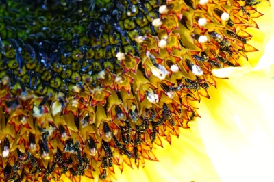 Macro of a Sunflower Blossom