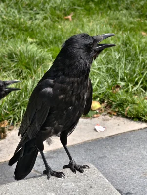 Paris - Portrait of a Curious Crow