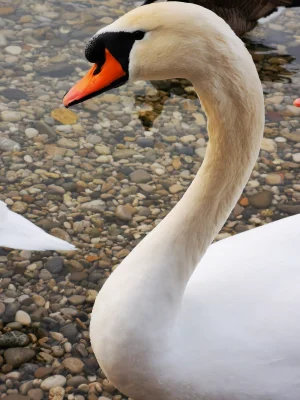 Portrait of a Big White Swan